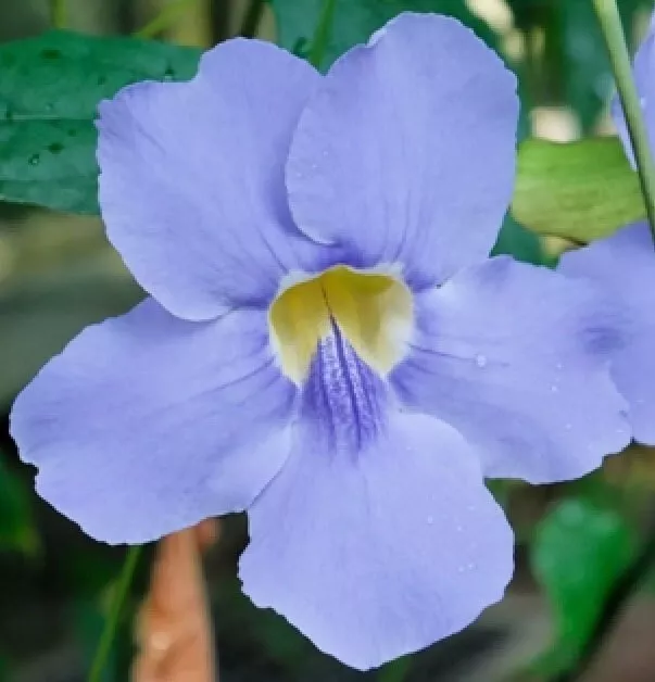 Ipomoea indica Morning Glory Blue Dawnflower Oceanblue 10 high germination Seed - $16.99