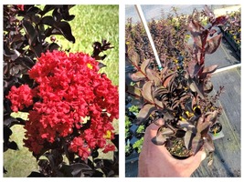 Crape Myrtle Ebony Embers Red Tree Starter Plant ( 8L ) 1 live plant - £35.17 GBP