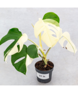 Monstera Albo Variegated Plant with Pot - $55.00