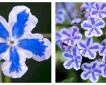 50 Seeds Omphaloides Starry Eyes Flower Garden - £27.47 GBP