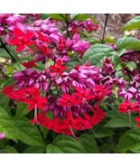 Red Bleeding Heart Rare Flower Vine Clerodendrum Thomsoniae Live Plant C... - €16,19 EUR+