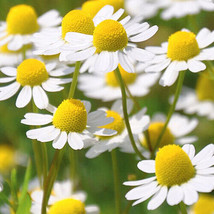 USA SELLER Roman Chamomile Seeds Herb Seeds 1153 Fast Shipping - £7.44 GBP