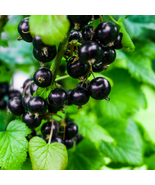 Black Currant - 200 Seeds - $238.90 MXN