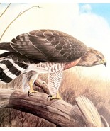 Broad Winged Hawk Art Print Color Plate Birds Of Prey Vintage Nature 197... - $48.54 CAD