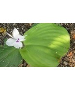 Kaempferia galanga natural anti-inflammatory, neuroprotective herbs - $9.90