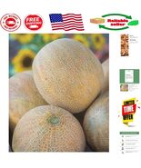 Cantaloupe Seeds: Ambrosia Melon for 86 Days to Delicious Fruits (30 Count) - $21.25 CAD