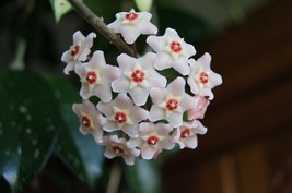 Hoya Carnosa Flower - Milky White with Dark Red Centre, 50 Seeds D - £11.33 GBP