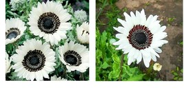 Snow Whiite Sunflower Seeds Flowers Seed Flower Perennial Bloom 25 Seeds - £16.77 GBP