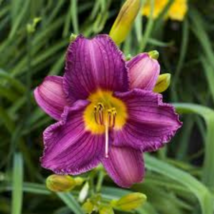 Hybrid Daylily Flower Seeds Dark Purple Double Flowers - 150 Seeds - $9.53