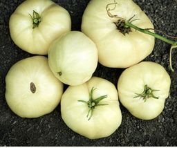 50 Seeds White Wax Tomato Vegetable Garden - £7.89 GBP