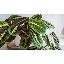 25+ Prayer Calathea Seeds – Exotic Tropical Indoor Plant - $16.50
