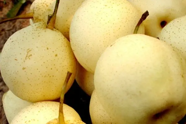Pear Fruit Tree White Pear 25 Seeds Fast Shipping - $10.99