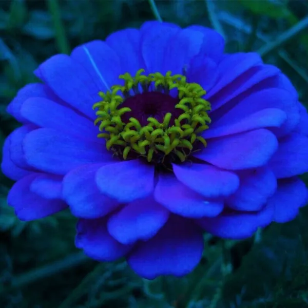 Fresh Zinnia Flowers Dark Blue Color Plants 50 Seeds Garden - £8.74 GBP