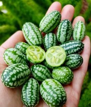 Japura Wild Melon Seeds - Organic Kachri Desi Variety, Heirloom Fruit Garden Pla - £4.81 GBP