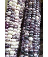 Robin&#39;s Egg Blue - a rare flour corn from the Navajo (Dine) - €5,15 EUR