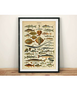 FISH PRINT: Vintage Fishing Guide, Poissons Pour Tous, Millot Illustrate... - £6.64 GBP+