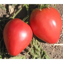 Japanese Oxheart Tomato  10 Seeds  Garden Beautiful USA SELLER - £4.18 GBP