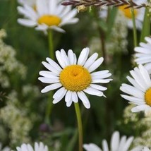 Ox Eye Daisy 100 Seeds Free Shipping - $75.58 MXN