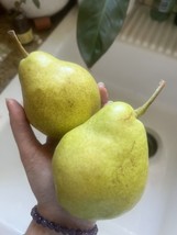 FREE SHIPPING 10 SEEDS BARTLETT PEAR FRUIT TREE - $13.99