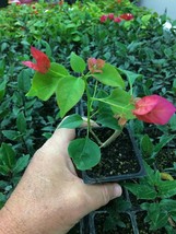 Live plant  - Bougainvillea - &#39;Barbara Karst&#39; - BEST RED COLOR FLOWERS -... - $36.99