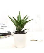 100 Seeds Aloe Vera Seeds Excellent Houseplants·Herbal Succulent Garden ... - £23.10 GBP