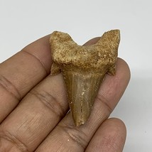 12.8g, 1.9&quot;X 1.2&quot;x 0.6&quot; Natural Fossils Fish Shark Tooth @Morocco, B12622 - £4.72 GBP