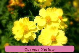 Strong Plant 90 Seeds Cosmos Yellow Tall Flowers Sulpher Usa - $35.56 MXN