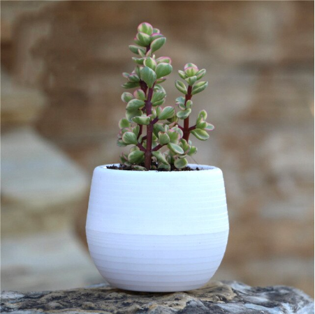 Mini Round Plastic Plants for Garden Home Office Decoration - $2.20