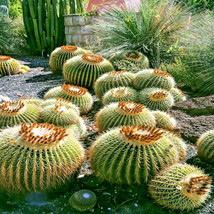 BS 25 Golden Barrel Ball Cactus Seeds Echinocactus Grusonii Flowering Ca... - $13.19