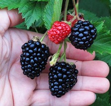 10 Triple Crown Thornless Blackberry Plants New Fresh  - £83.56 GBP