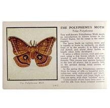 The Polyphemus Moth 1934 Butterflies Of America Antique Insect Art PCBG14C - $374.24 MXN