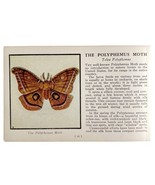 The Polyphemus Moth 1934 Butterflies Of America Antique Insect Art PCBG14C - $367.96 MXN