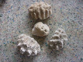 Lot Of 4 Varieties  Brain Coral For Aquarium Decor Natural Fossil Nautical - $1,891.91 MXN