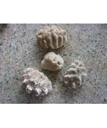 Lot Of 4 Varieties  Brain Coral For Aquarium Decor Natural Fossil Nautical - $143.74 CAD