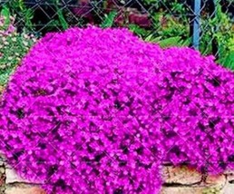 100 seeds Creeping Thyme Seeds Rock CRESS Rose Purple Color - $8.99
