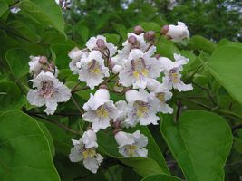 1 Catalpa Tree 12-18&quot; in Height in a 1 Quart Pot - £35.13 GBP