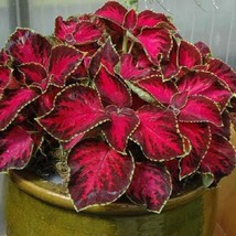 Mpb#1 Coleus Seeds Coleus Premium Sun Chocolate Covered Cherry 15 Thru 250 Pelle - $16.65