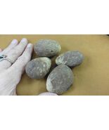 tn-19-9) 4 large natural Tagua Nut whole nuts craft Carving Dried plain ... - $458.41 MXN