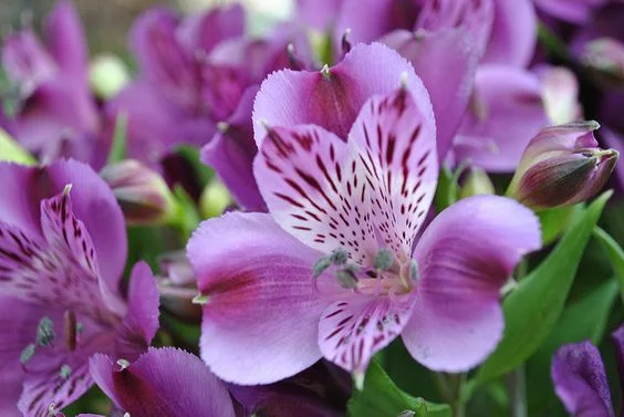 50 seeds Beautiful Alstroemeria Purple Garden Decore - £23.91 GBP