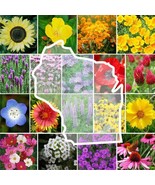 Wildflower WISCONSIN State Flower Mix Perennials Annuals Non-GMO 1000 Seeds - £6.27 GBP