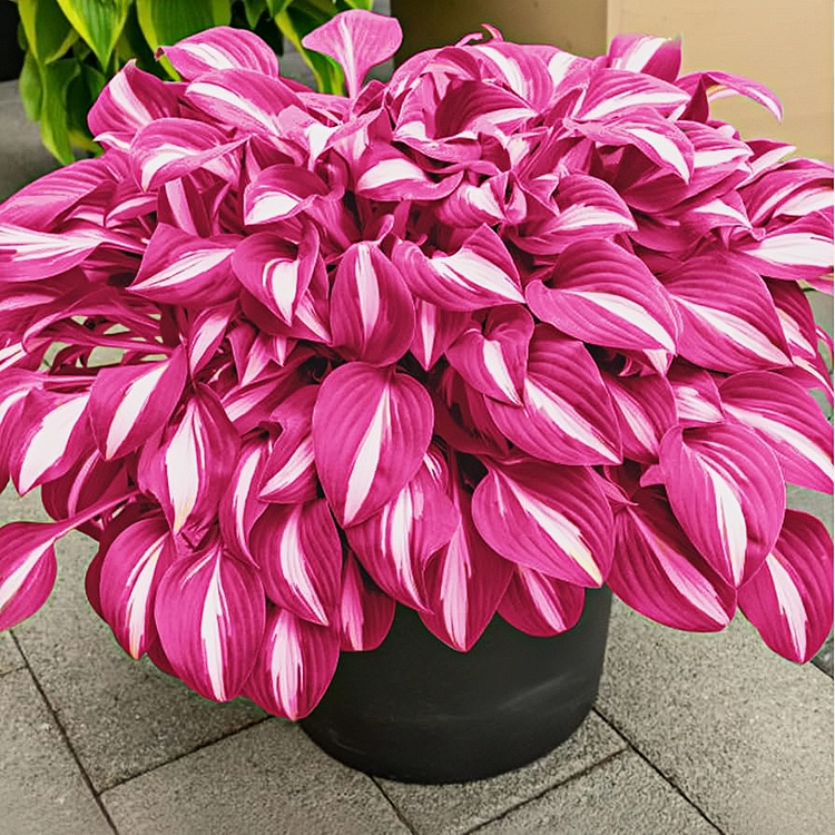 Premium Hosta Seeds pink - £23.16 GBP