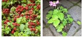 Arctic Raspberries ‘Beta’ and ‘Sophiia’ (Rubus arcticus x stellarcticus) 2 pots - £63.79 GBP