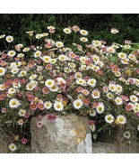 SEPTH Erigeron Profusion Erigeron Karvinskianus 30 Flower Seeds - $10.99