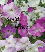 30 Seeds Vining Petunia Flowers Fresh Seeds USA Seller - £9.67 GBP