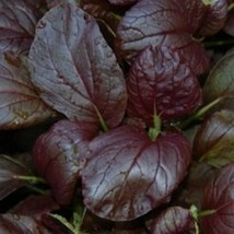 300 Gourmet Purple Hybrid Pak Choi Seeds - Bok Choi  Brassica rapa Chine... - $6.83