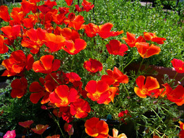 SR12Store Poppy California Red Chief Annual Flower 275 Seeds US Product - £6.81 GBP