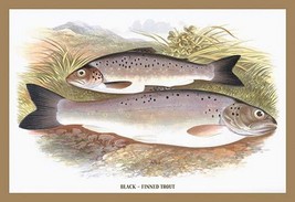 Black-Finned Trout by A.F. Lydon - Art Print - £17.19 GBP+