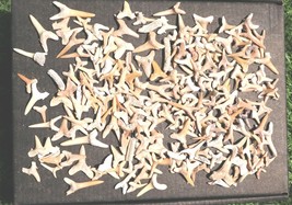 Real Shark Teeth Fossils – Authentic Prehistoric Collection for Kids &amp; E... - €29,84 EUR