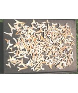Real Shark Teeth Fossils – Authentic Prehistoric Collection for Kids &amp; E... - €29,99 EUR