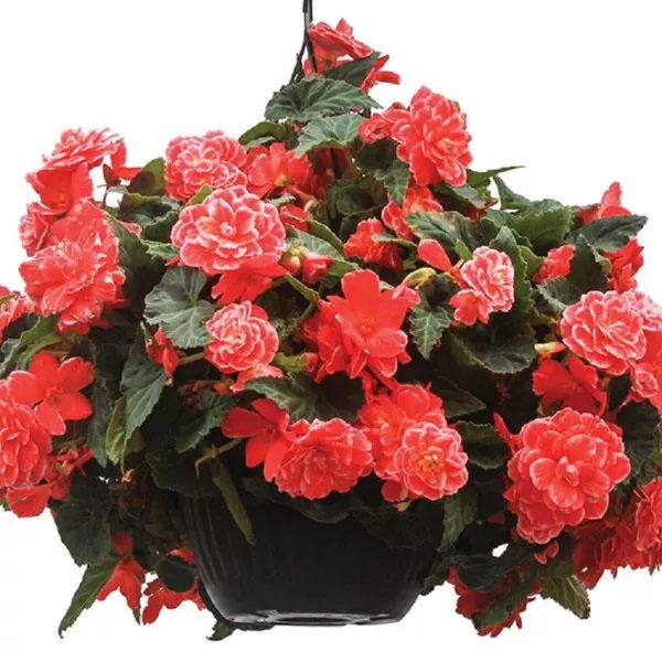 Begonia Seeds Begonia On Top Melon And Lace 15 Pelleted Seeds Fresh Garden - £9.02 GBP